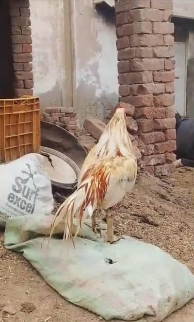 aseel breeder pioor