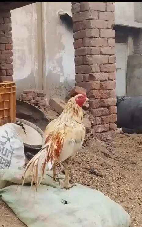 aseel breeder pioor — photo 2
