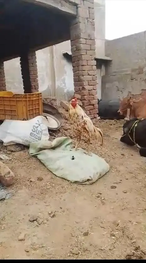 aseel breeder pioor — photo 3