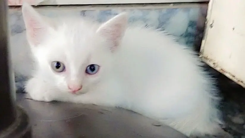 Kitten For Sale urgently price 3500 — photo 3