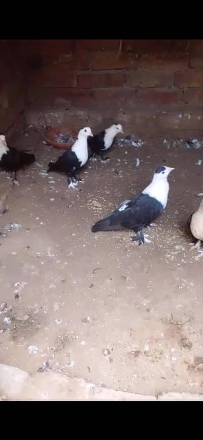Five karbalai chicks available