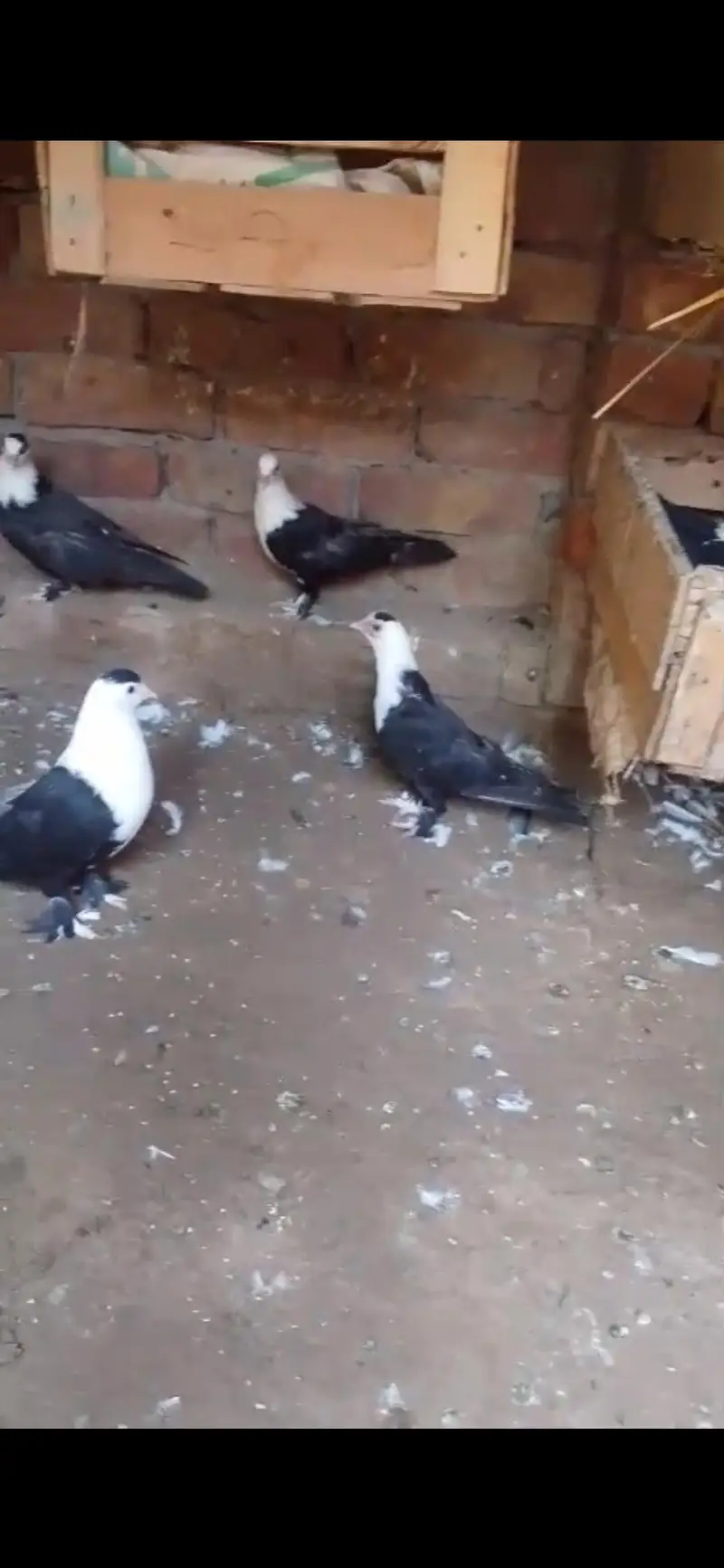 Five karbalai chicks available — photo 2