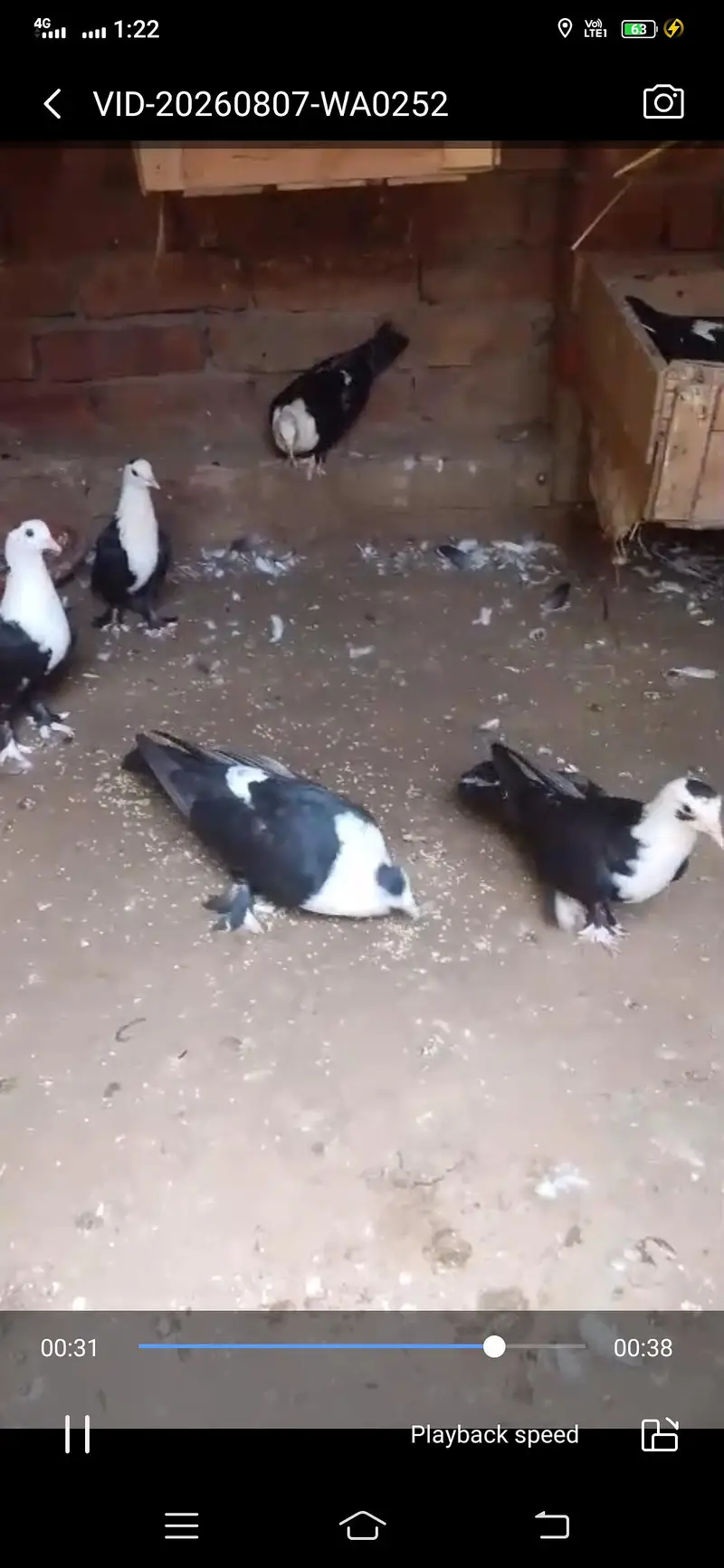 Five karbalai chicks available — photo 3