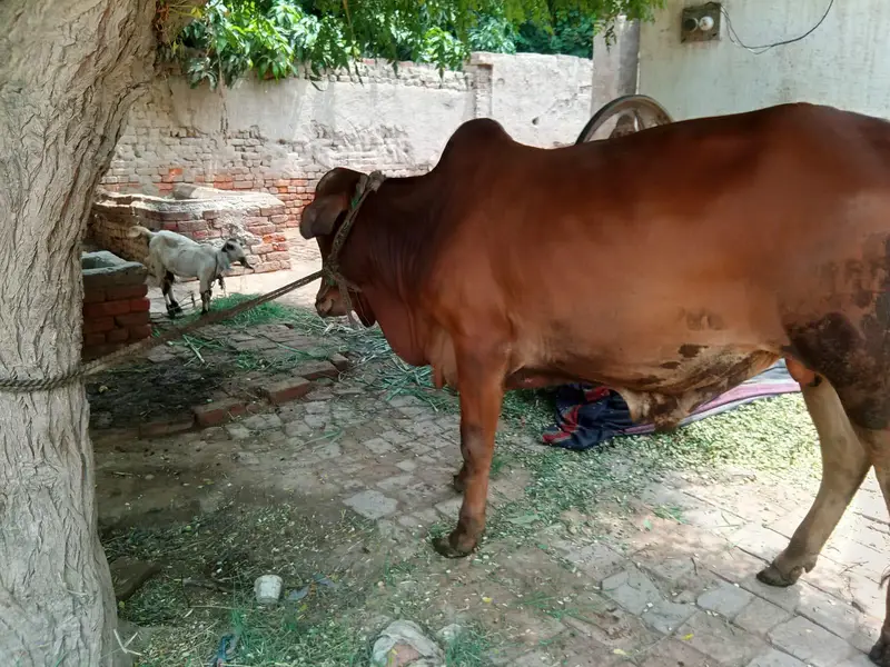 vashra sahiwal khera — photo 2