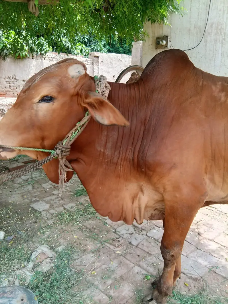vashra sahiwal khera — photo 3