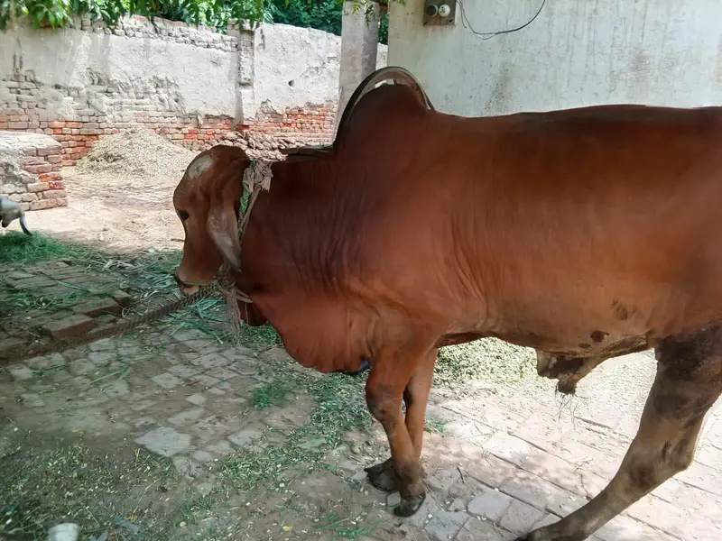 vashra sahiwal khera — photo 4