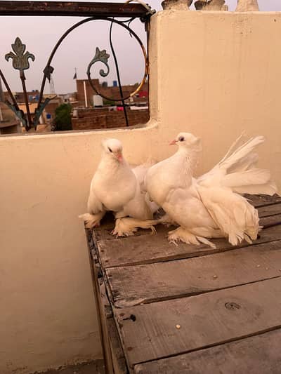 American pair(03071708239)