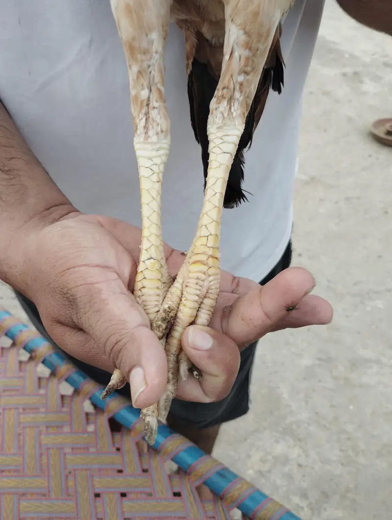 aseel femal white ankh chorus nalli — photo 2