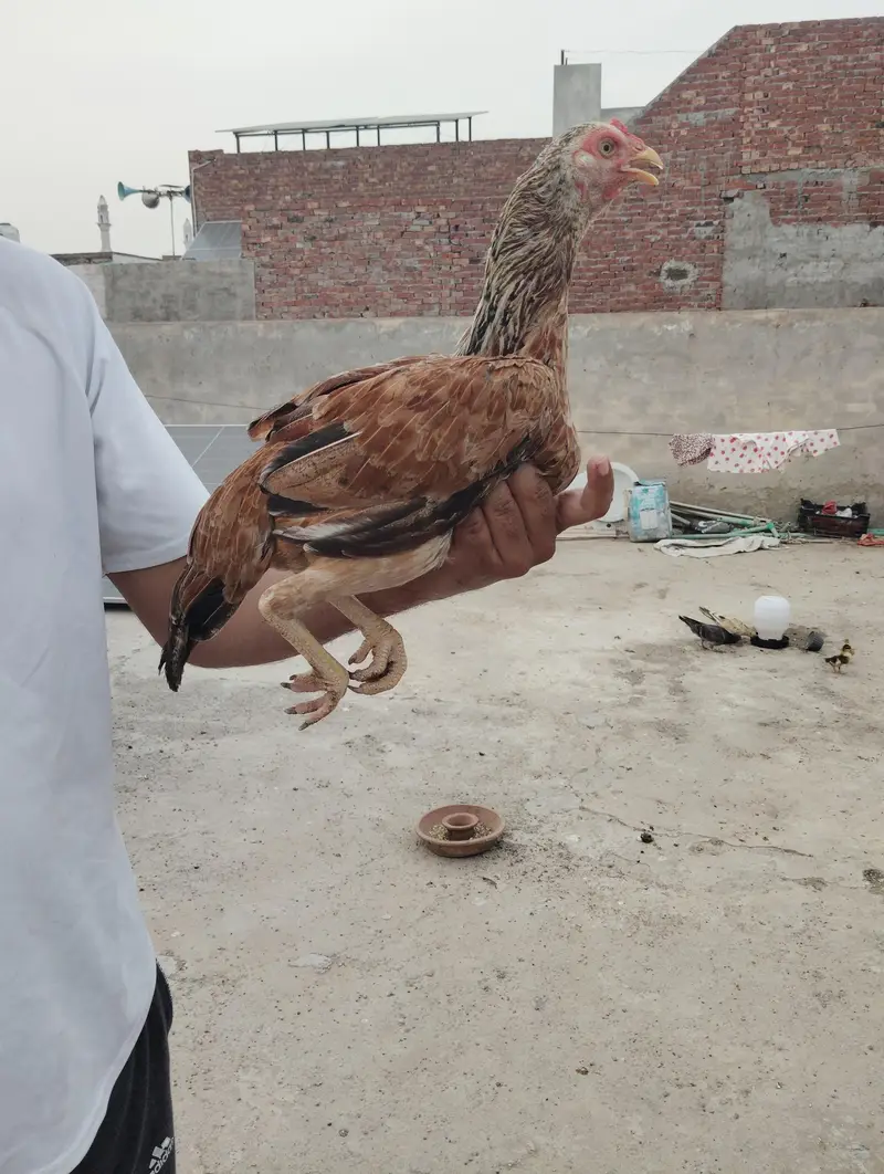 aseel femal white ankh chorus nalli — photo 5