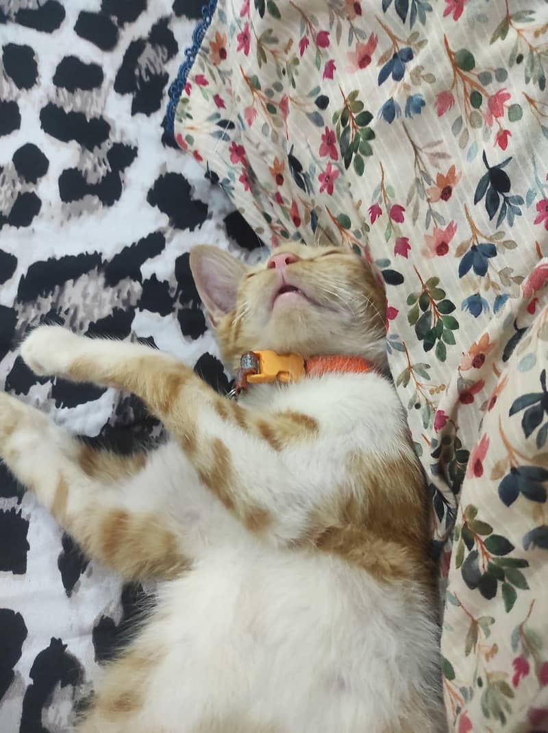 trained kitten 1