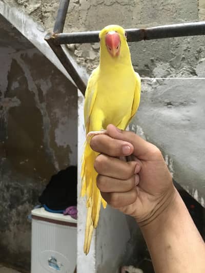 Yellow ring / hand taim parrot