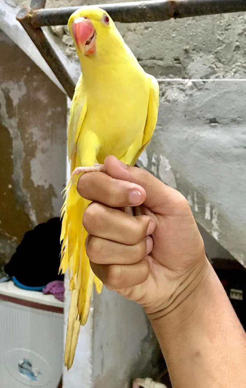 Yellow ring / hand taim parrot — photo 2