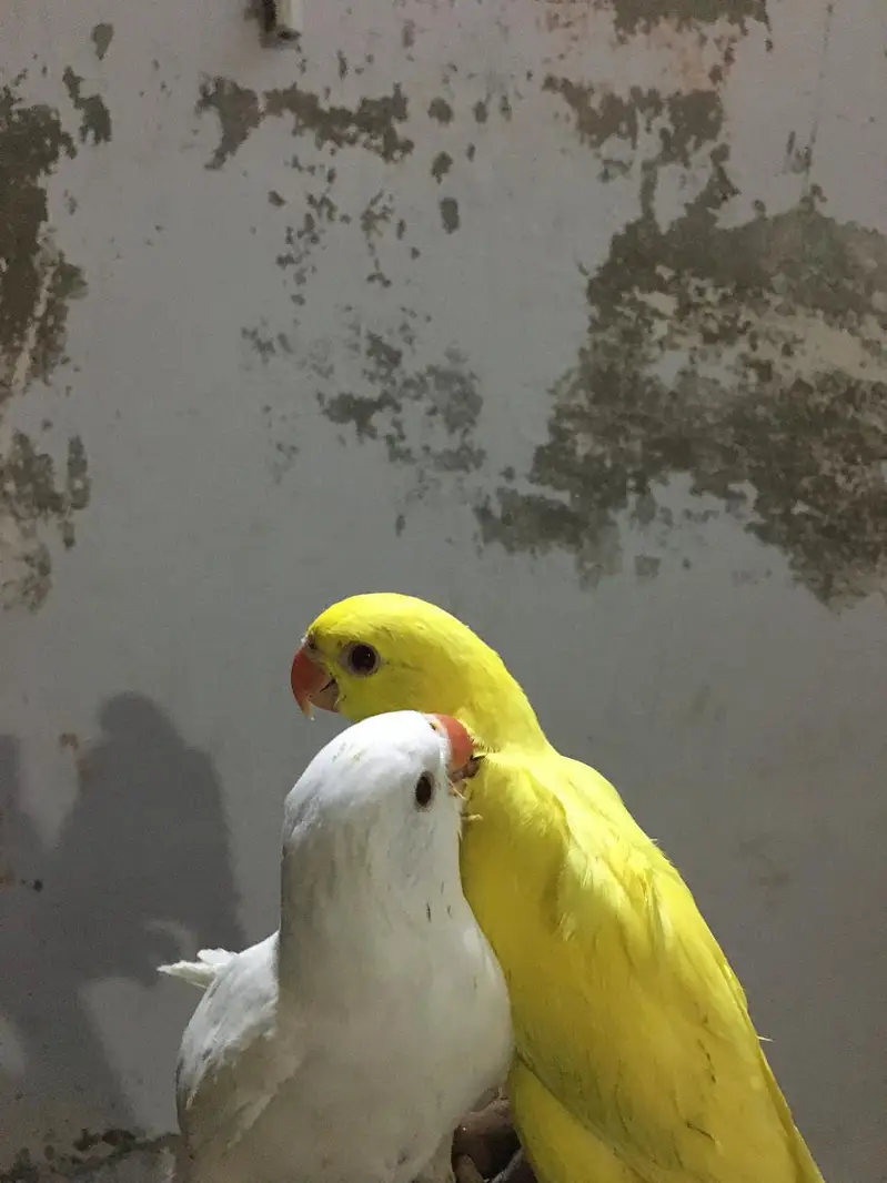 Yellow ring / hand taim parrot — photo 3