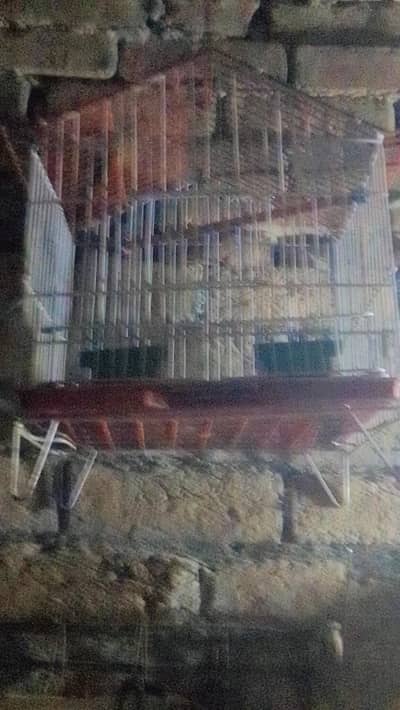 cage for birds