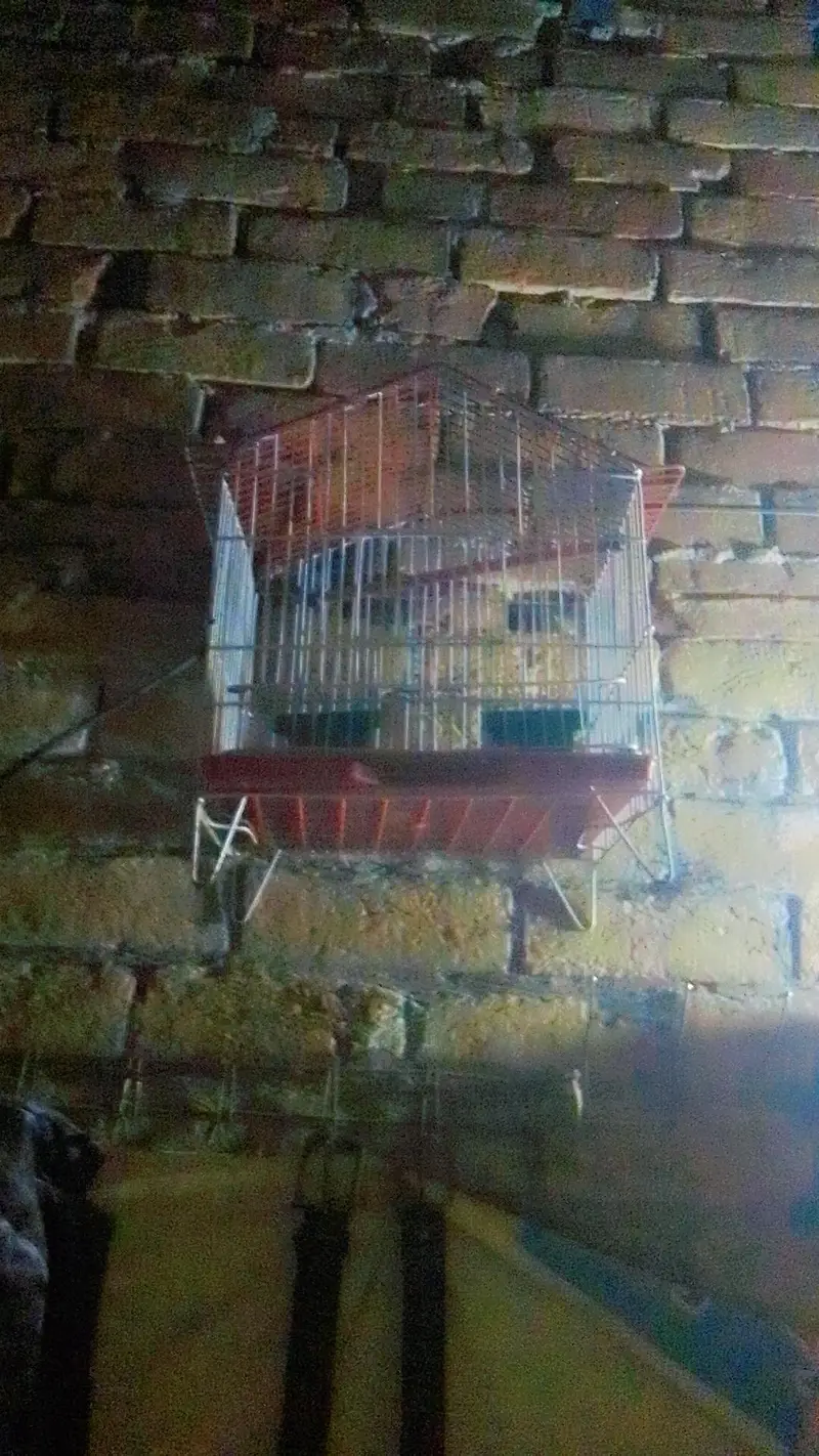 cage for birds — photo 2