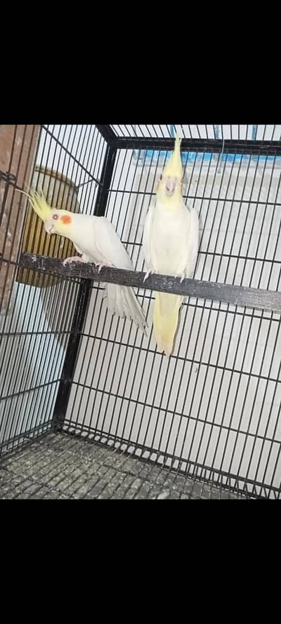 cocktail breeder pairs available Location Jaranwala Sirf call