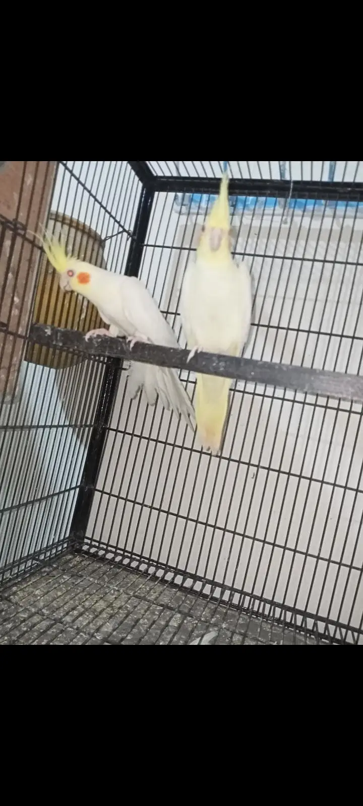 cocktail breeder pairs available Location Jaranwala Sirf call — photo 2