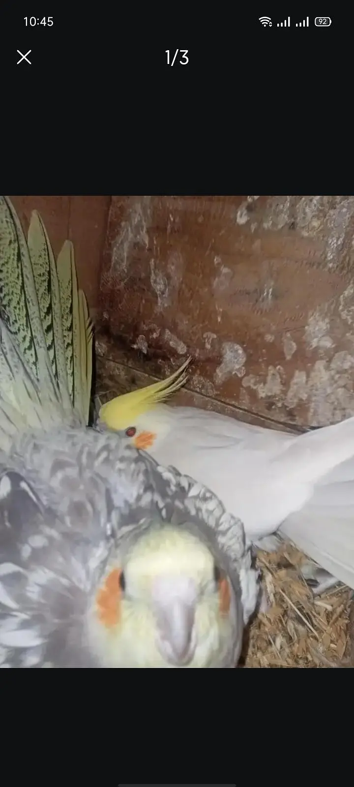 cocktail breeder pairs available Location Jaranwala Sirf call — photo 3
