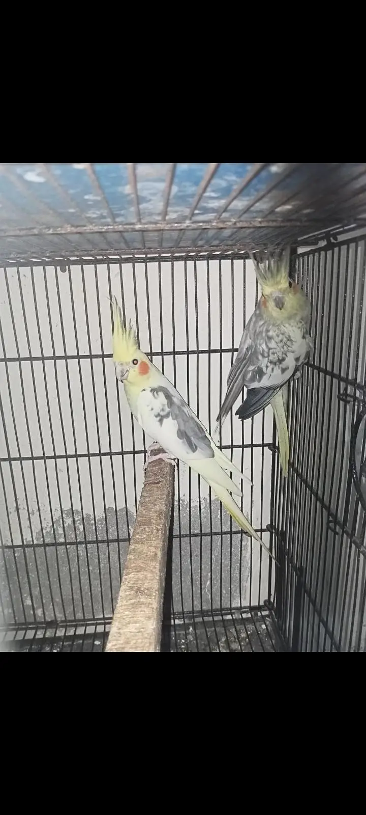 cocktail breeder pairs available Location Jaranwala Sirf call — photo 4