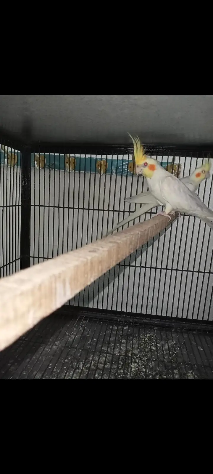 cocktail breeder pairs available Location Jaranwala Sirf call — photo 5