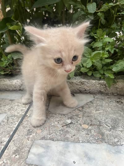 Persian Triple Coated Kitten