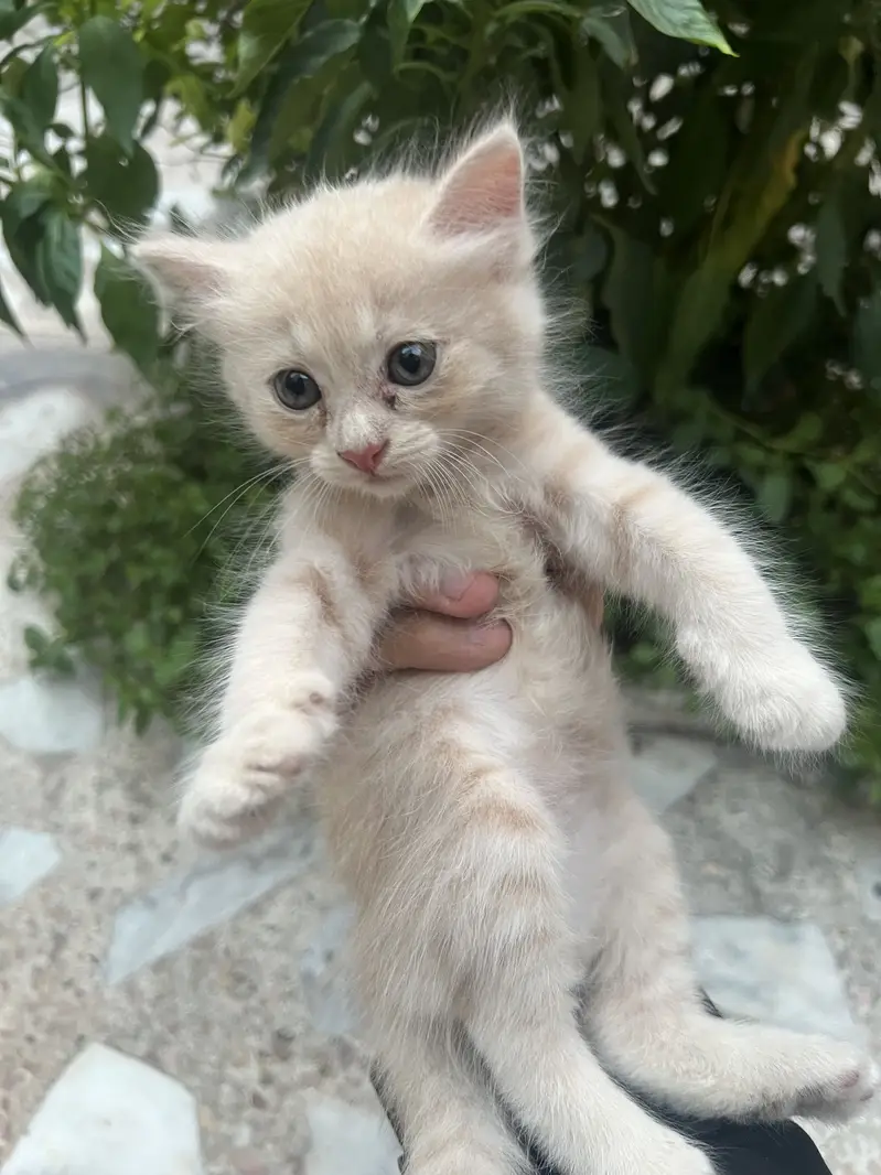 Persian Triple Coated Kitten — photo 2