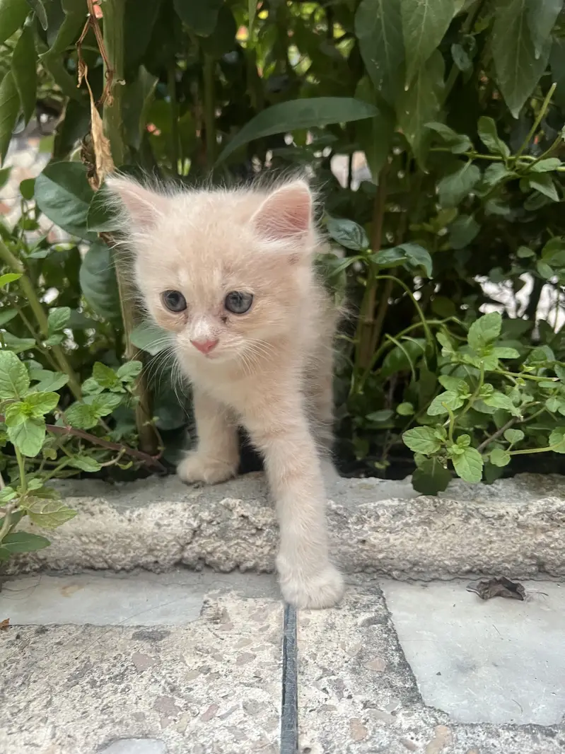 Persian Triple Coated Kitten — photo 3