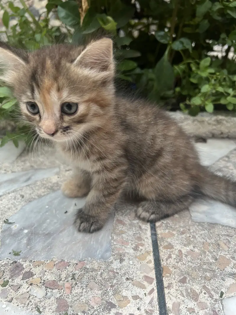Persian Triple Coated Kitten — photo 4