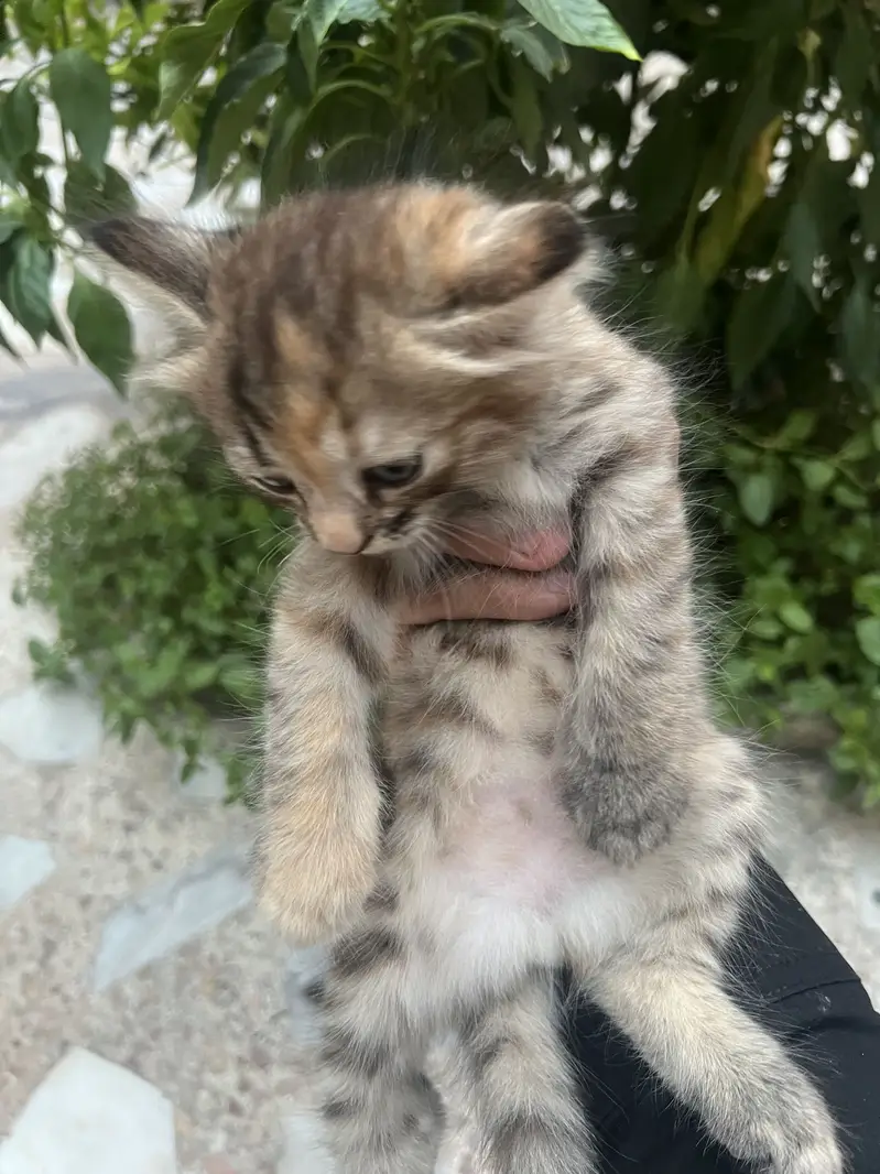 Persian Triple Coated Kitten — photo 5