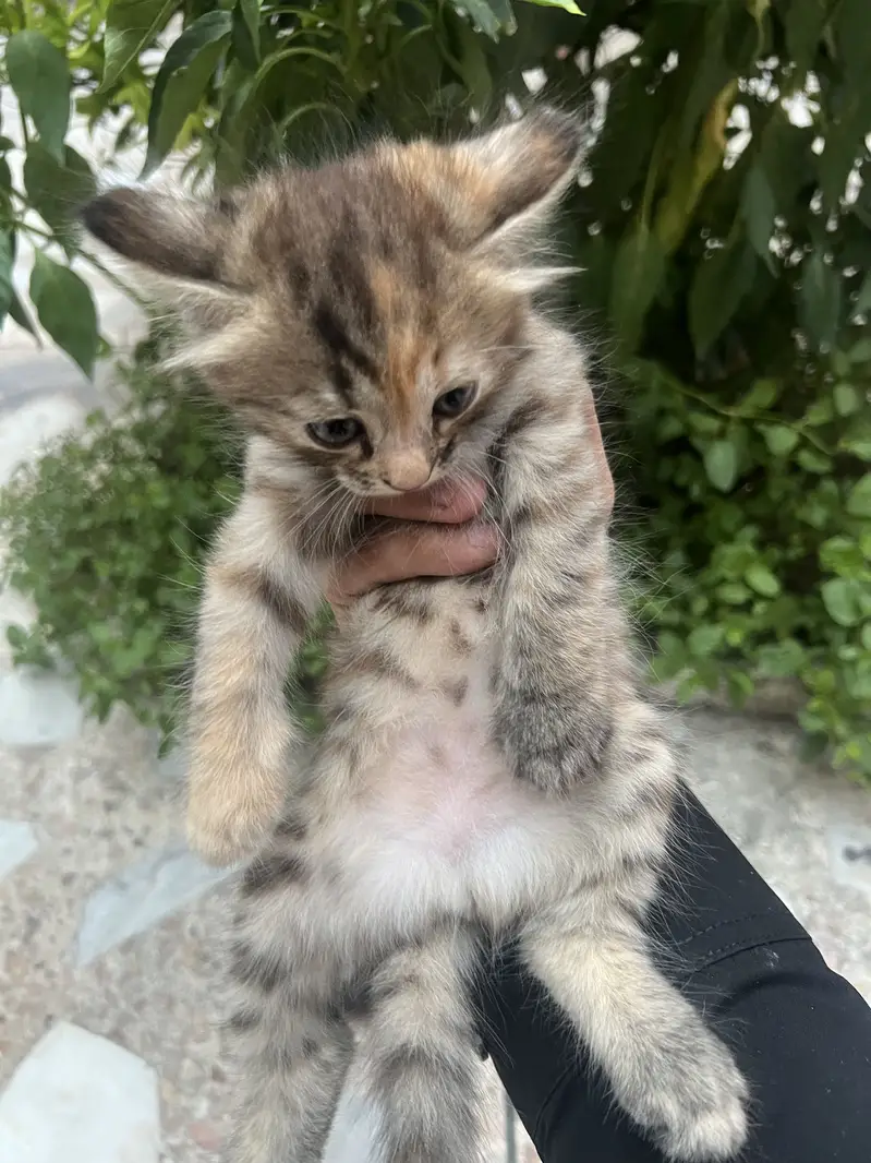 Persian Triple Coated Kitten — photo 6