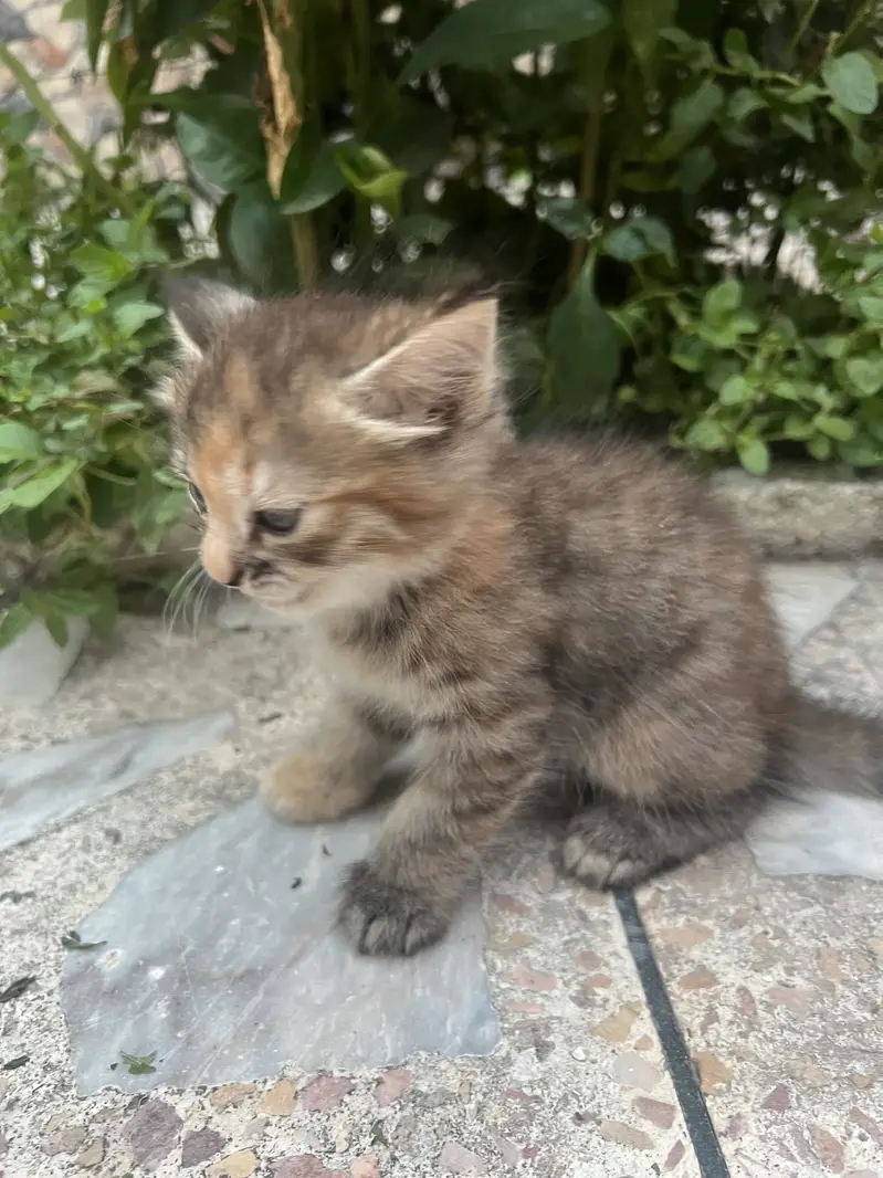 Persian Triple Coated Kitten — photo 7