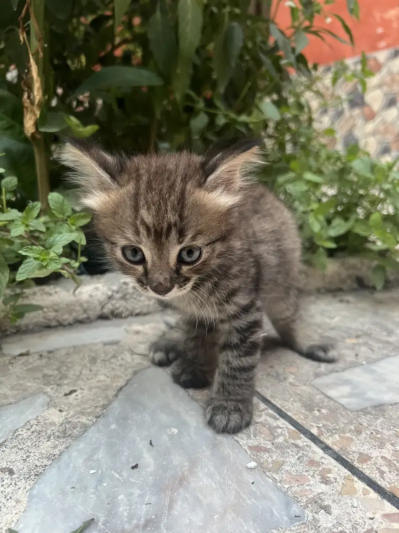 Persian Triple Coated Kitten — photo 8