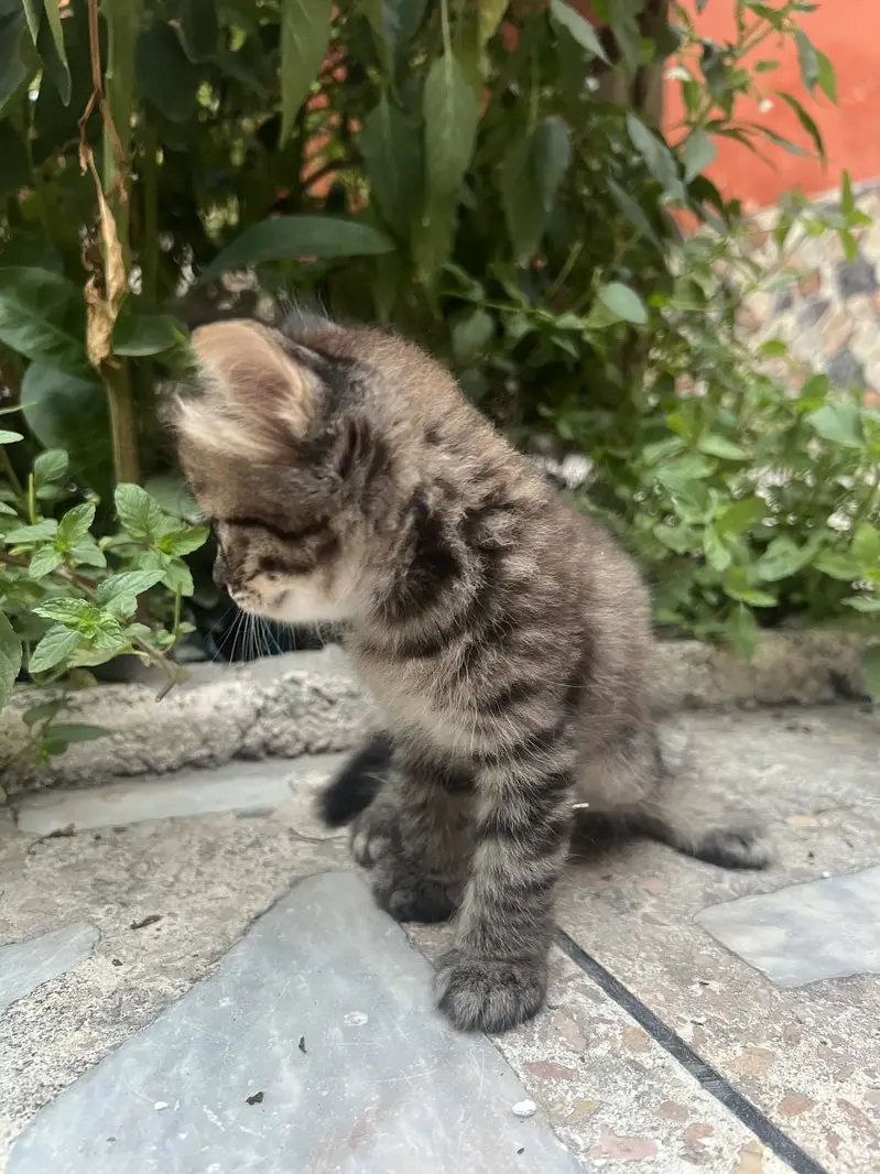 Persian Triple Coated Kitten — photo 9
