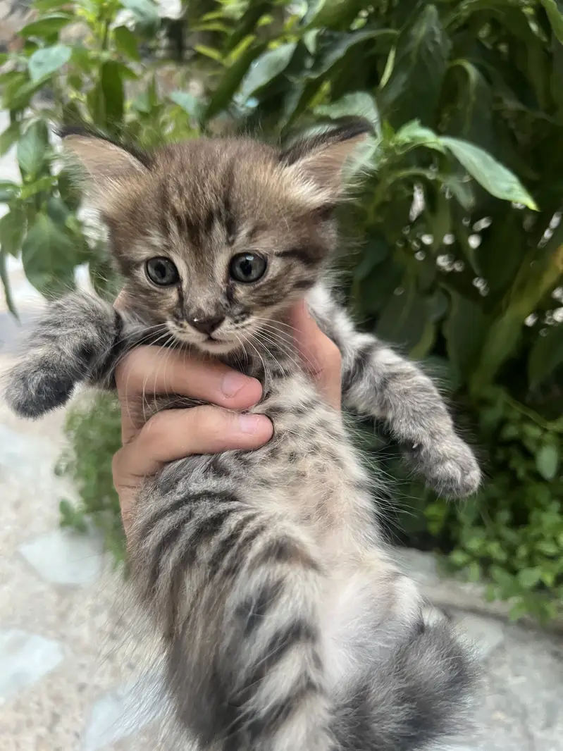 Persian Triple Coated Kitten — photo 10