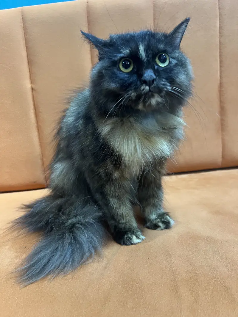 Persian Triple Coated Kitten — photo 11