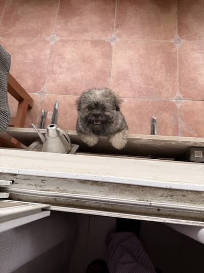Shih Tzu, Male 3 months old