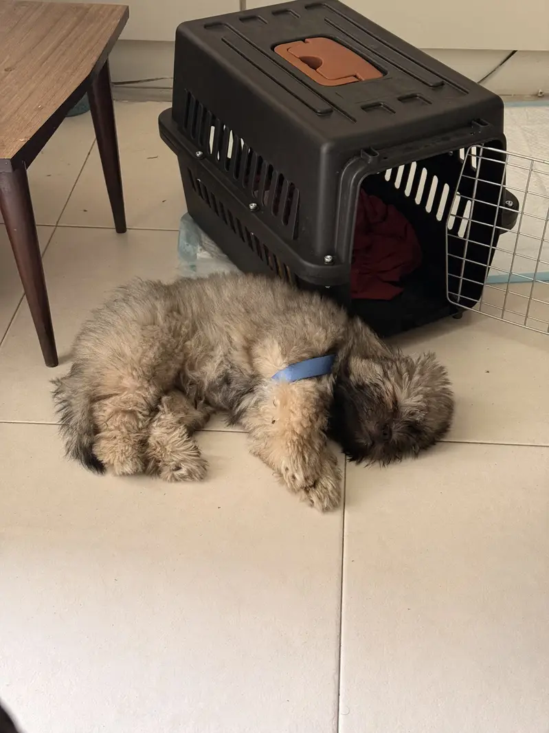 Shih Tzu, Male 3 months old — photo 2