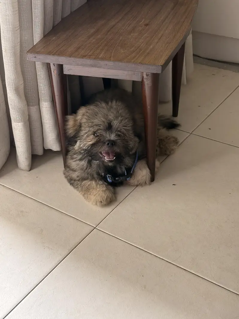 Shih Tzu, Male 3 months old — photo 3