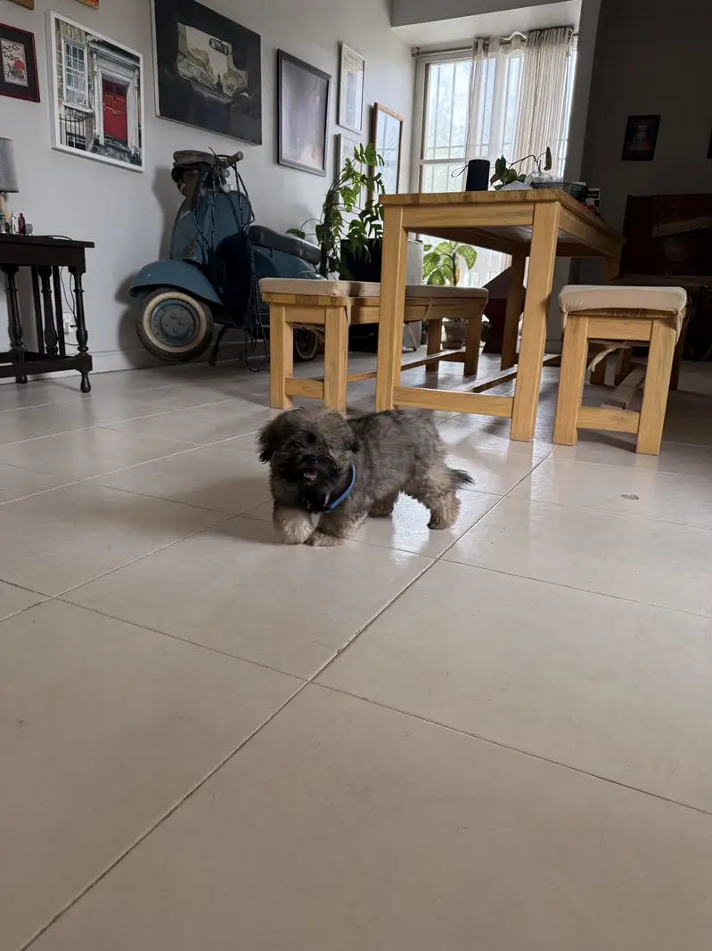 Shih Tzu, Male 3 months old — photo 4