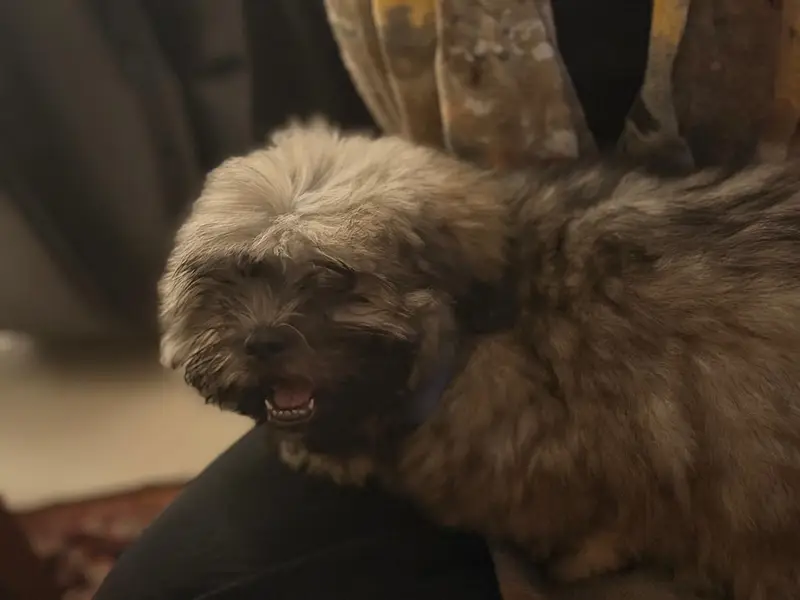 Shih Tzu, Male 3 months old — photo 5
