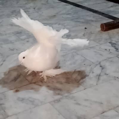 American Lakha Pigeons