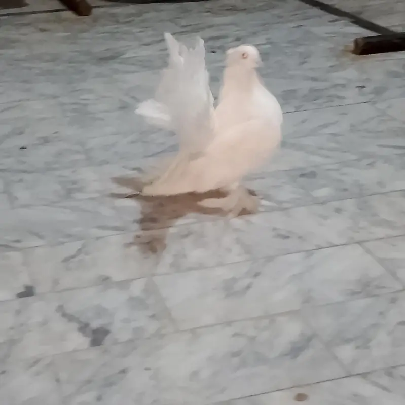 American Lakha Pigeons — photo 2