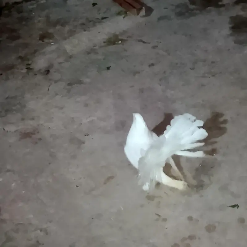 American Lakha Pigeons — photo 3