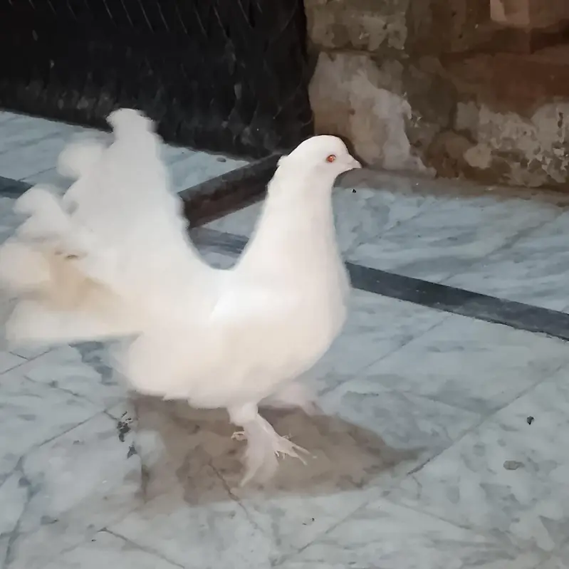 American Lakha Pigeons — photo 4