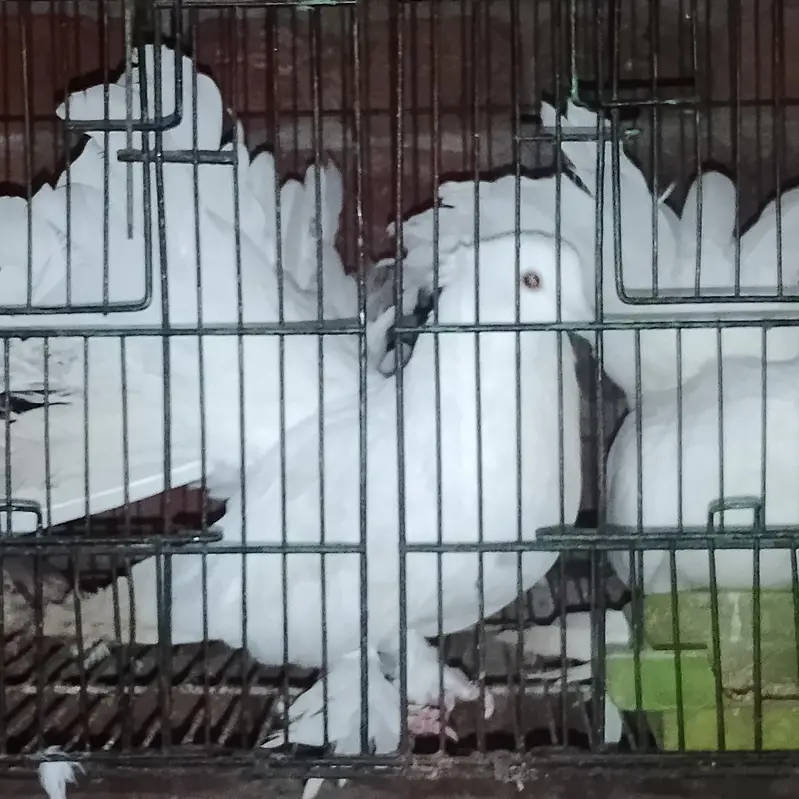 American Lakha Pigeons — photo 5