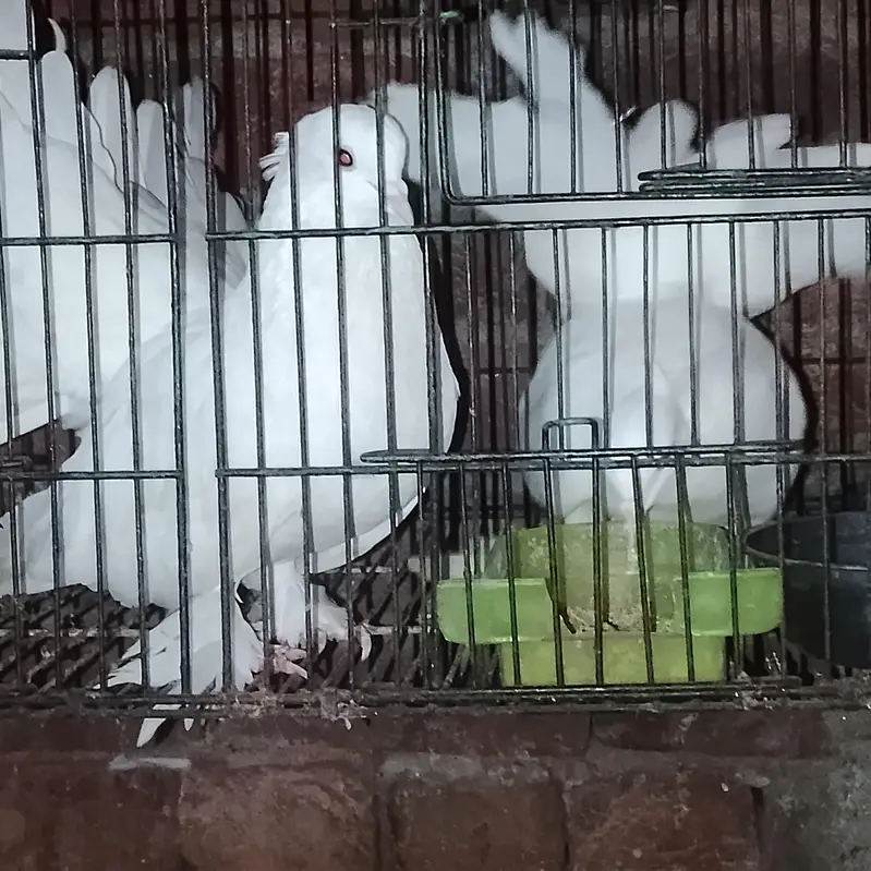 American Lakha Pigeons — photo 6