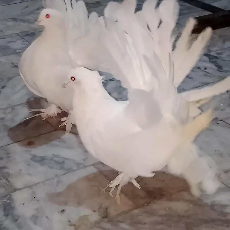 American Lakha Pigeons — photo 7