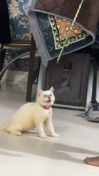 British shorthair mix urgent sale need a caring family