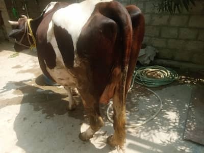 فریزین گائے برائے فروخت