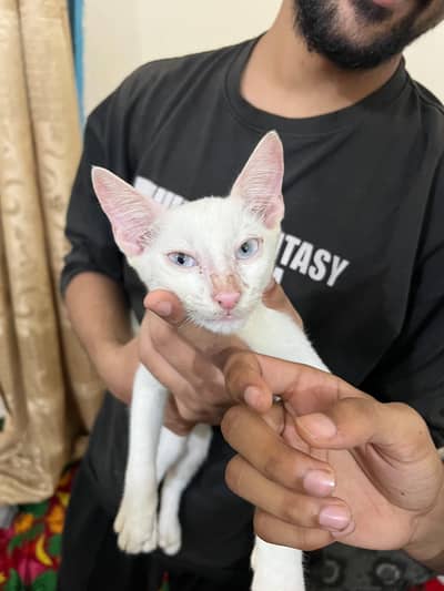 persian cross ha male, well trained